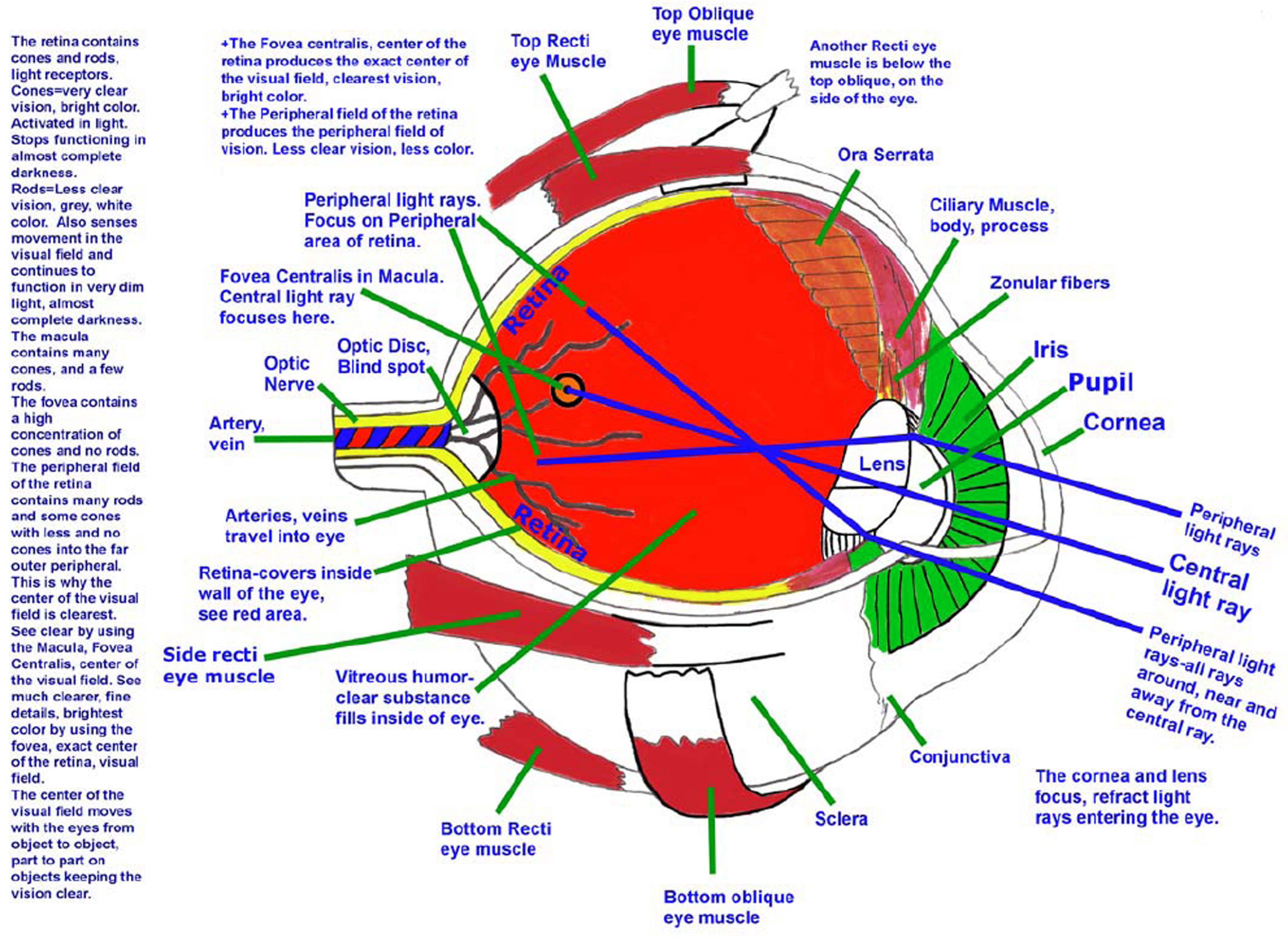 11 Anatomy Of Human Eye Png Kunne Diagram